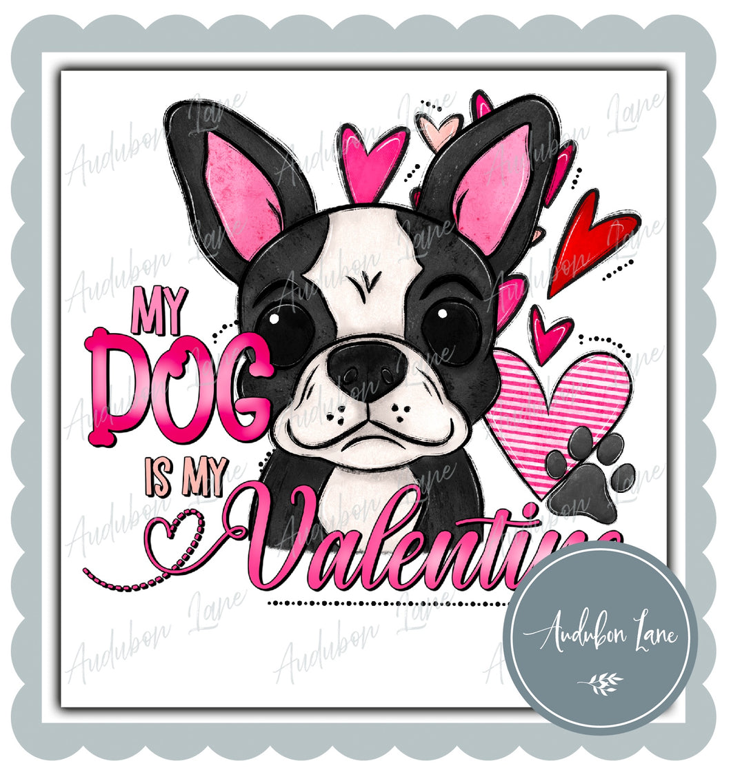 Valentine Boston Terrier Dog