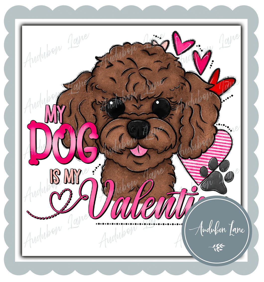 Valentine Toy Poodle Dog